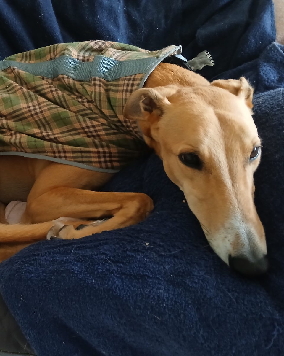 Jack the greyhound &mdash; Chief Chill Officer at Chill Domains &mdash; curled up in his green tartan coat on a navy blanket, looking at the camera.