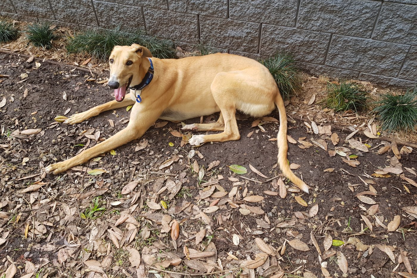Jack outside on dirt with his tongue out, post-walk.