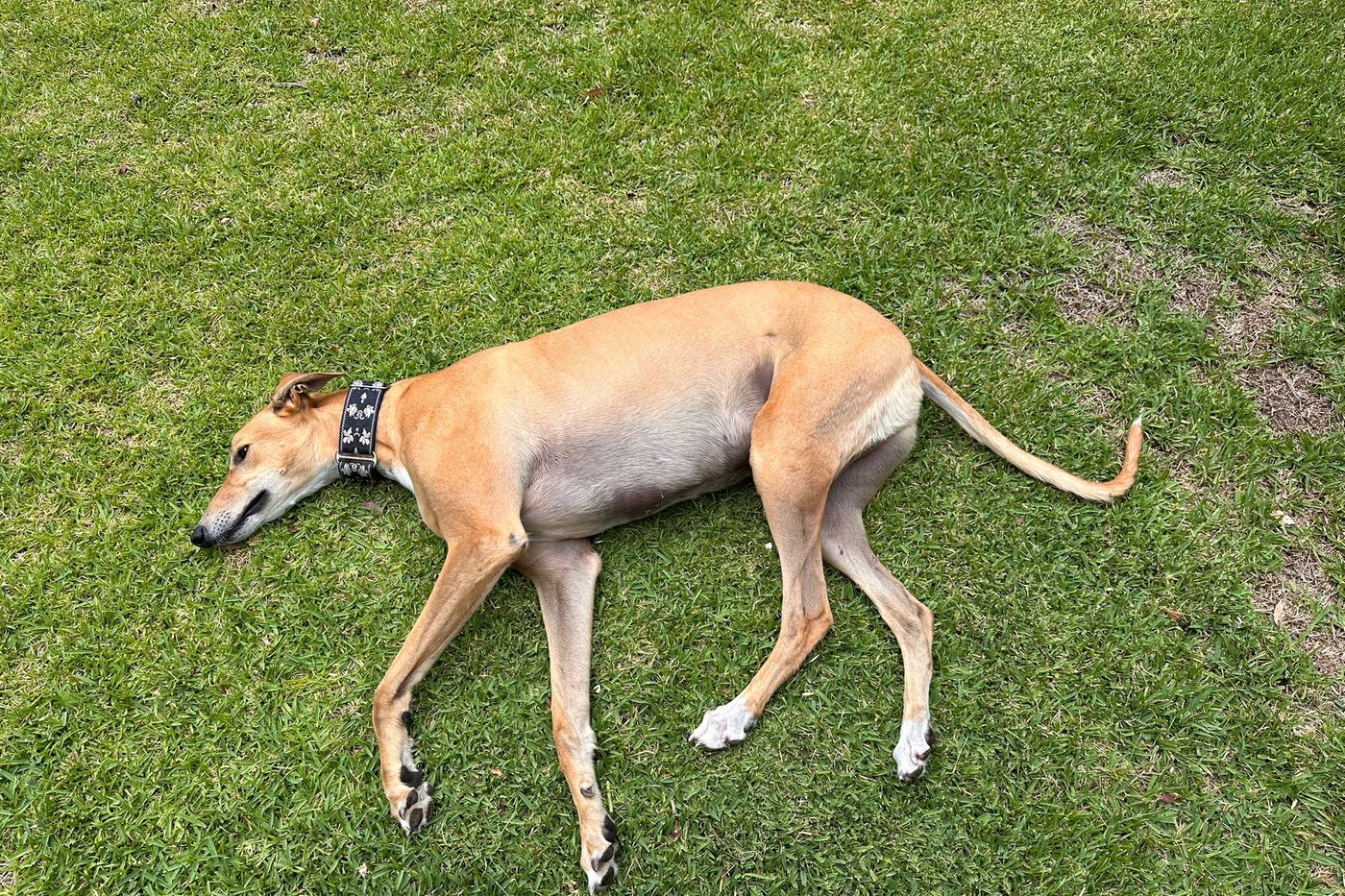 Jack flat on the grass at the off-leash park after running.