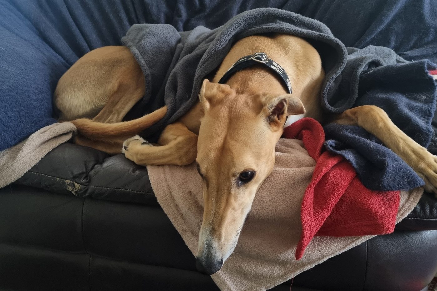 Jack burrowed into blankets on his leather sofa.